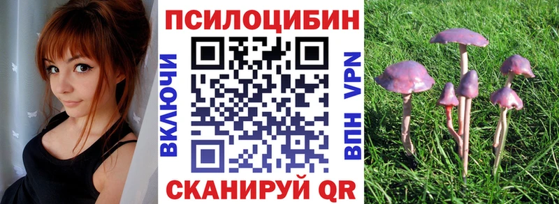 Галлюциногенные грибы Psilocybe  Черняховск 